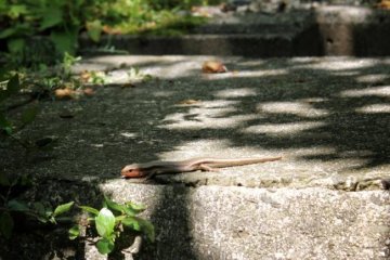 In the warm weather, there are lizards everywhere