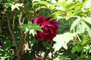 The park has peonies in many colours