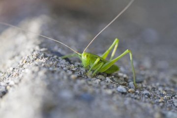 I found a little friend--the word for grasshopper in Japanese is batta
