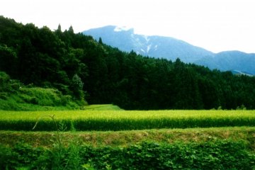 Beautiful Mountain vistas and lush lawn like rice fields await you in Tsumago