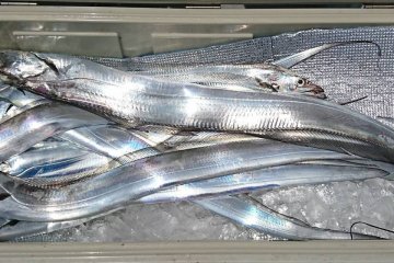 Fresh-caught scabbardfish. With fish, freshness is everything!