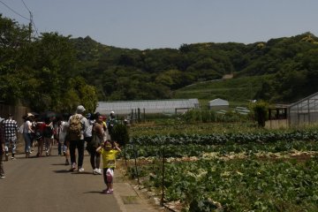 Strawberry-pickers on the way to the farm
