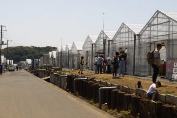 Green houses where the strawberries are grown