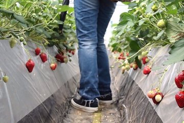 Ripe strawberries for picking