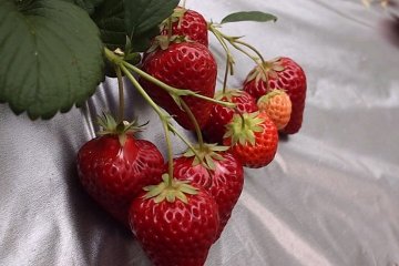 Plastic sheets protect the fruit from insects and harm