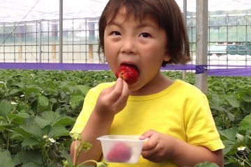 Noria-chan, the happiest picker of them all