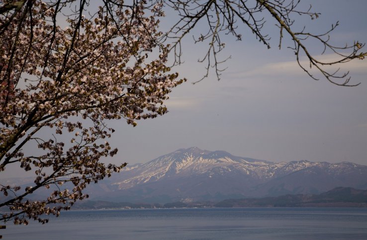 Cherry blossoms create a lovely frame for Lake Tazawa