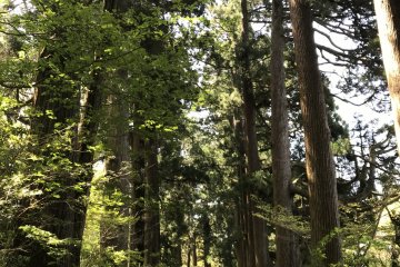Cedar Avenue