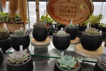 พรรณไม้จำพวกซักคิวเลนต์ (Succulent) หรือ ไม้อวบน้ำ ในกระถางน้อยน่ารัก