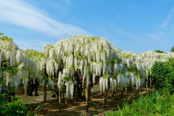 White wisteria under the blue sky