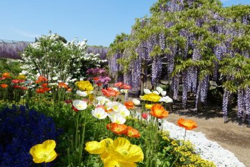 Wisteria and poppies