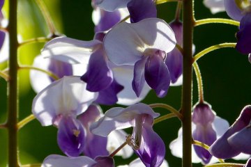 Fresh purple flowers