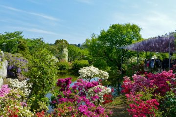 The beauty of the azaleas and wisteria complement each other