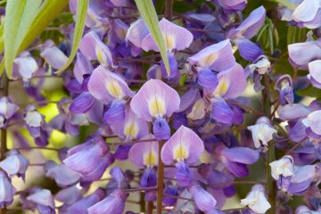 Cute little flowers!