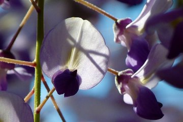 Close-up of flowers