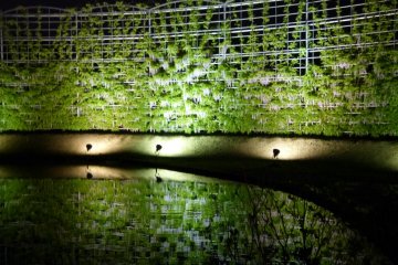 <p>Glicinas blancas sobre estructuras enormes reflejadas en el agua</p>