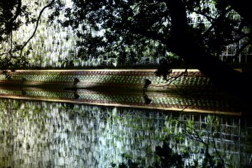 <p>Un reflejo hermoso de glicinas blancas</p>