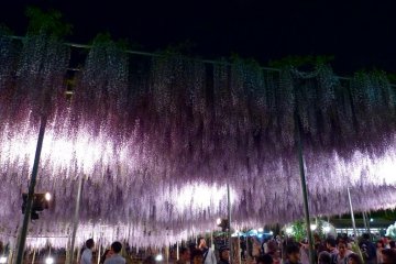 <p>La gente que viene de d&iacute;a a&uacute;n disfruta de las flores por la noche</p>