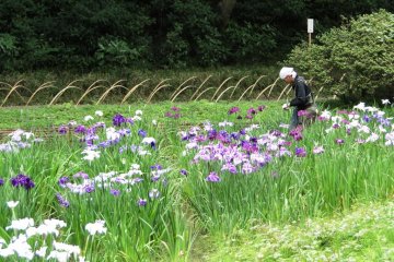 Tending the blooms