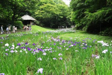 A view of the garden