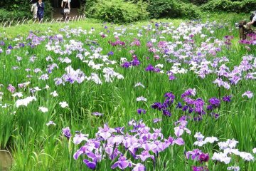 A channel of irises