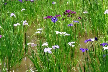 Over 1500 flowers bloom in May and June