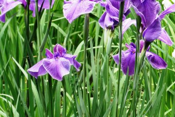 An iris close-up