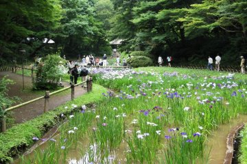 The irises seem to stretch on forever