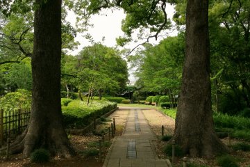 Looking south through the plum grove