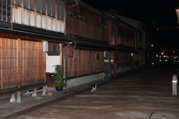 Mysterious cat walking along Higashi Ochaya at night