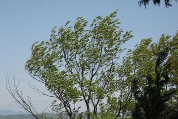 I tried to capture how windy it was at the top. The sound of the trees being whipped around by the 10 mps winds even drowned out the sounds coming from the nearby contruction site.