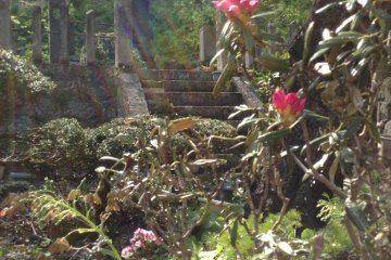 Several species of flower can only be found in these mountains.