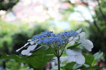 Hydrangea is one of the symbols of Kamakura.