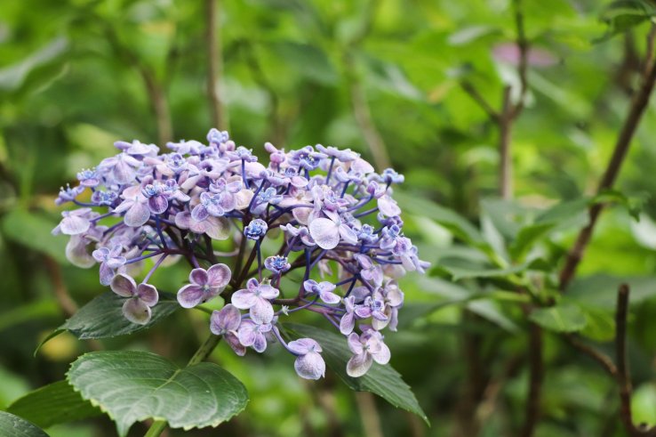 Walk along Hydrangea Path which is in bloom from June to July.