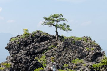 Small tree on magma rock