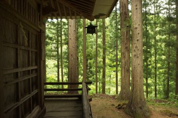 A view of the forest.