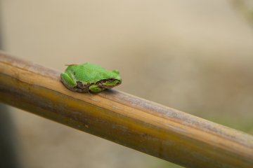 Nature in Ouchi-juku.