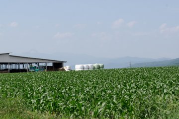 Perkebunan