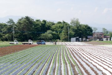 Petani-petani