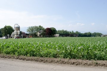 Peternakan sapi 1