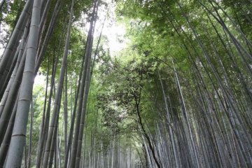 The insurmountable bamboo forest of Arashiyama