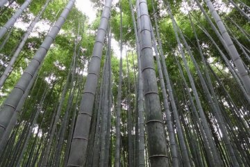 The insurmountable bamboo forest