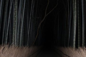 Bamboo Forest at night