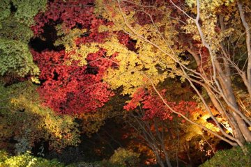 Koyou illuminated at night on the grounds of Okochi Sanso