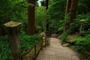 The old trees tower over the path