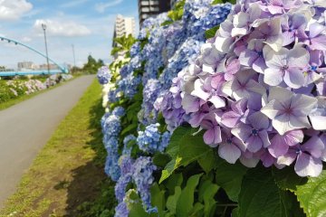A Stroll Along the Kyunaka River