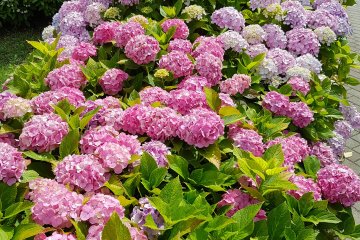 The hydrangea down the river were absolutely stunning