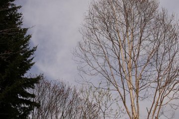Trees are starting to awaken