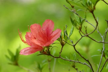 Salmon pink azalea