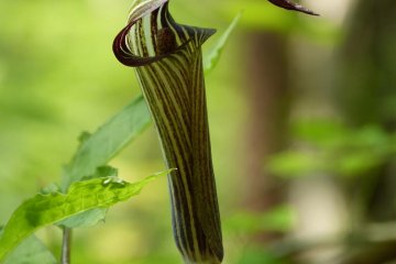 Mamushi-gusa (Arisaema serratum in Latin)